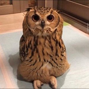 Meet your Posher, Sam